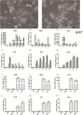 Hydrogen Promotes the M1 Macrophage Conversion During the Polarization of Macrophages in Necrotizing Enterocolitis